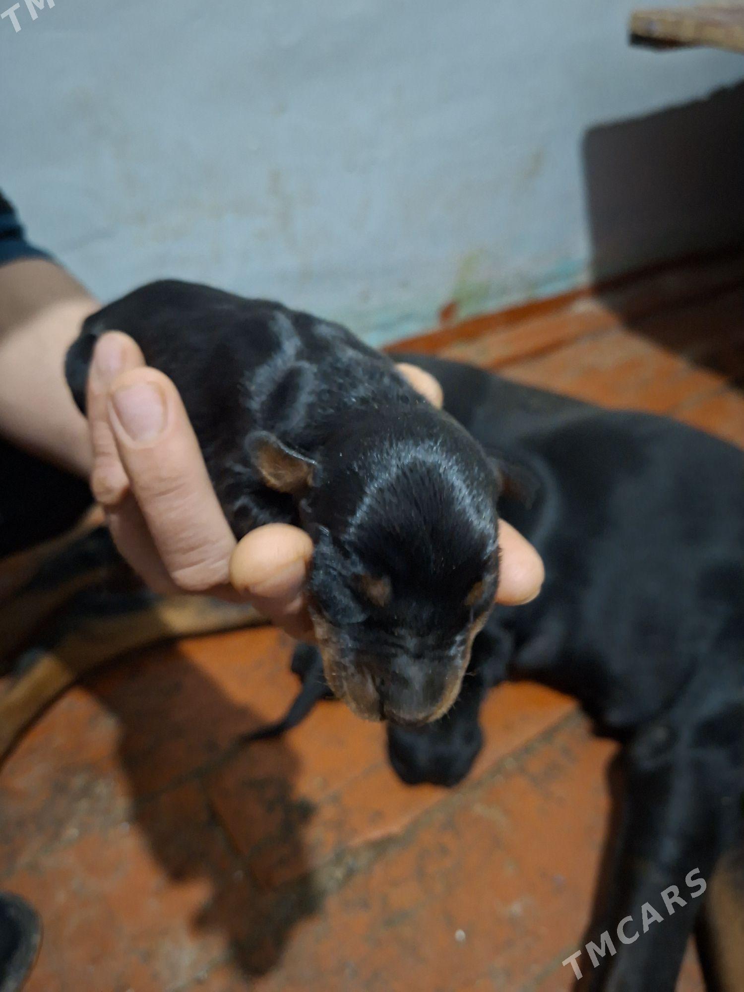 Doberman - Baýramaly - img 1