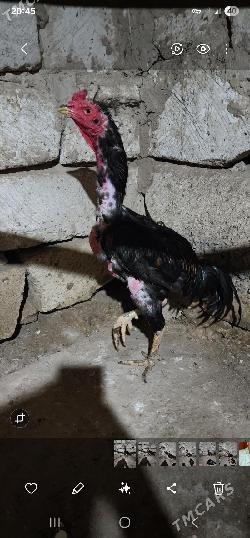 horaz - Gyzylarbat - img 1