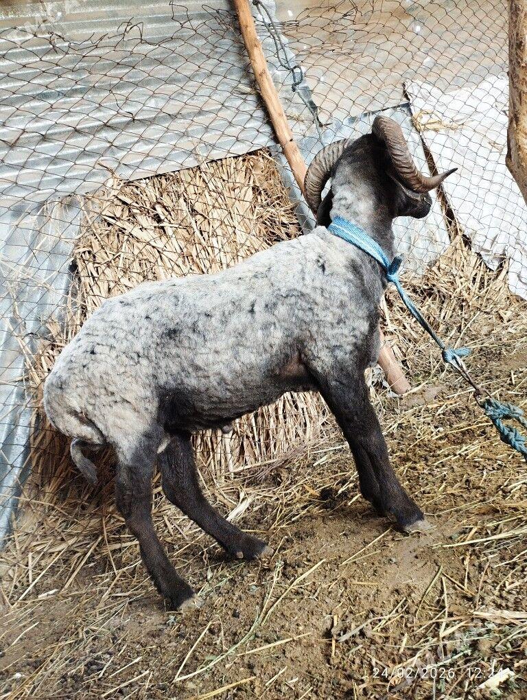 GOÇ - Фарап - img 1