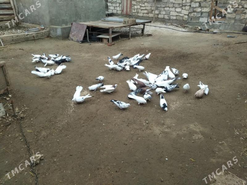 3 ketek kepderi - Balkanabat - img 1