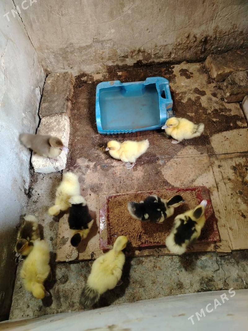 Indautka juje - Baýramaly - img 1