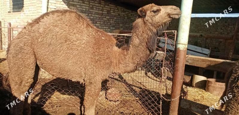 torum - Берекет - img 1