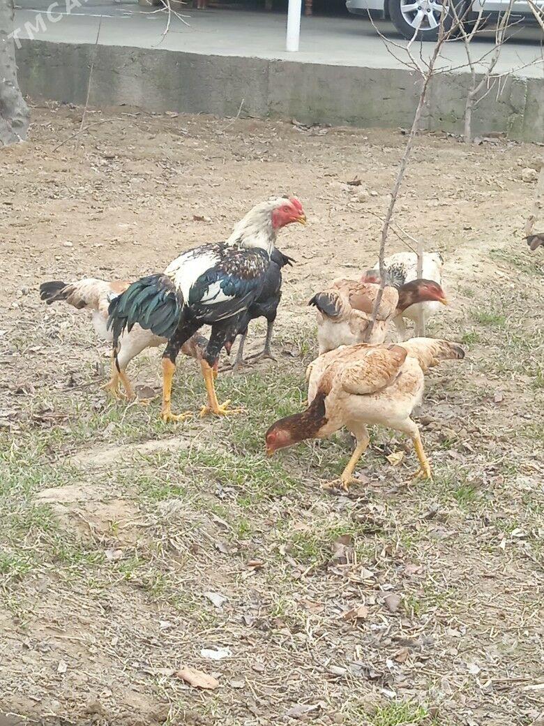 Taskent Yumurtga - Aşgabat - img 1