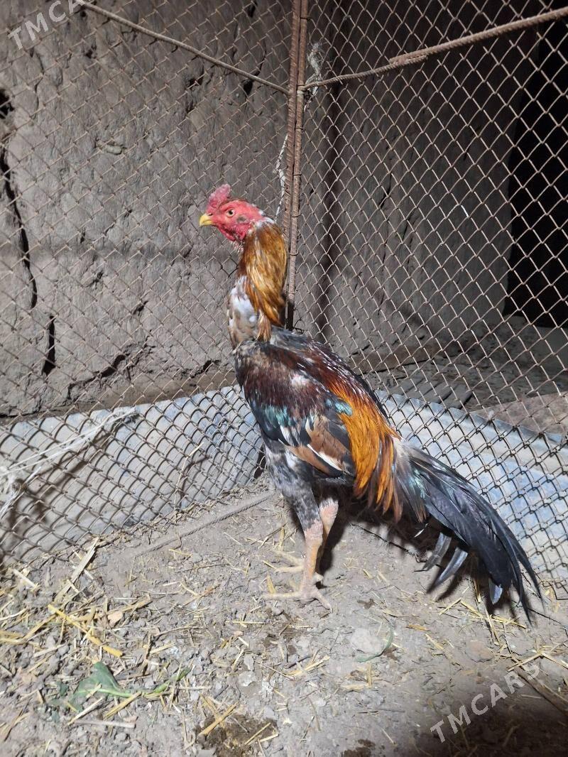 ursak horaz - Kerki - img 1