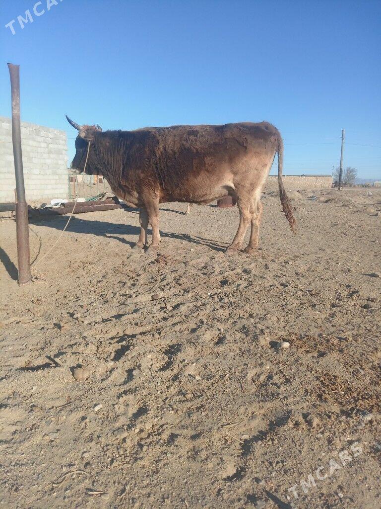 Sıwes sygyr arassa sıwes - Балканабат - img 1