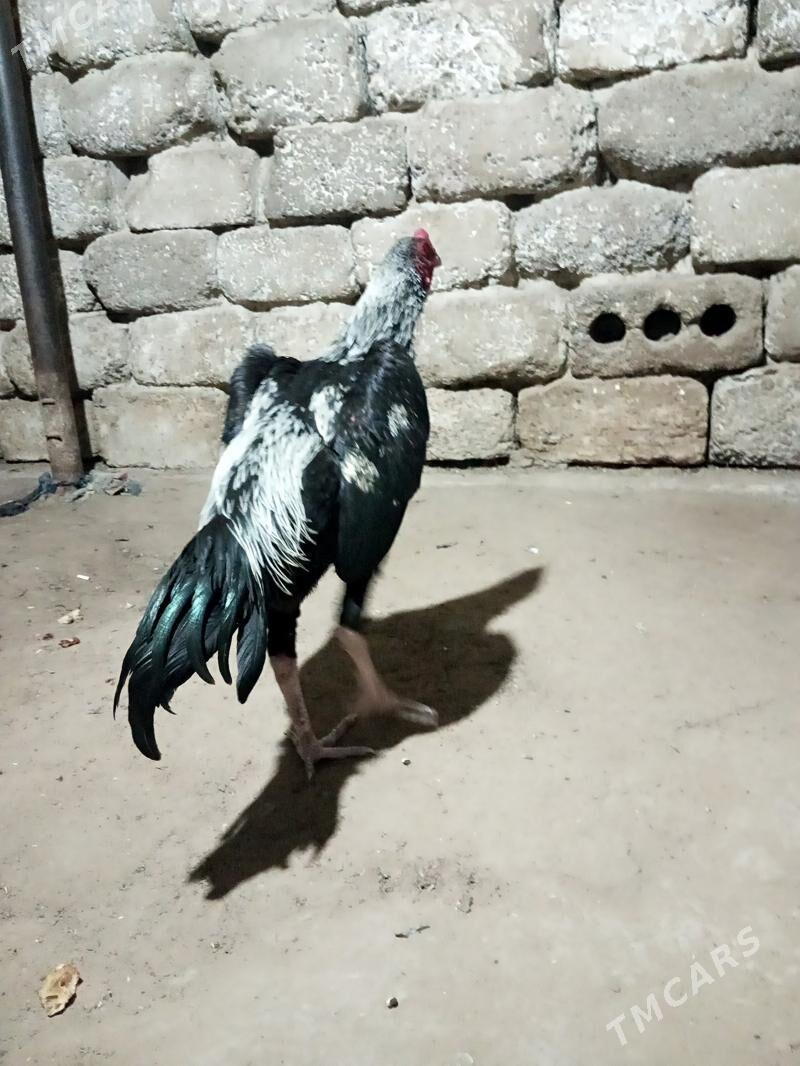 taskent - Aşgabat - img 1