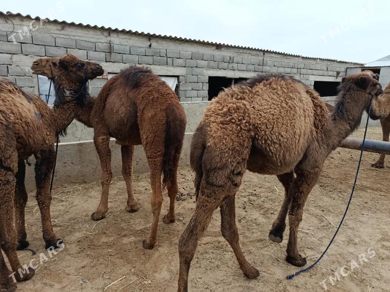 duye - Гёкдепе - img 1