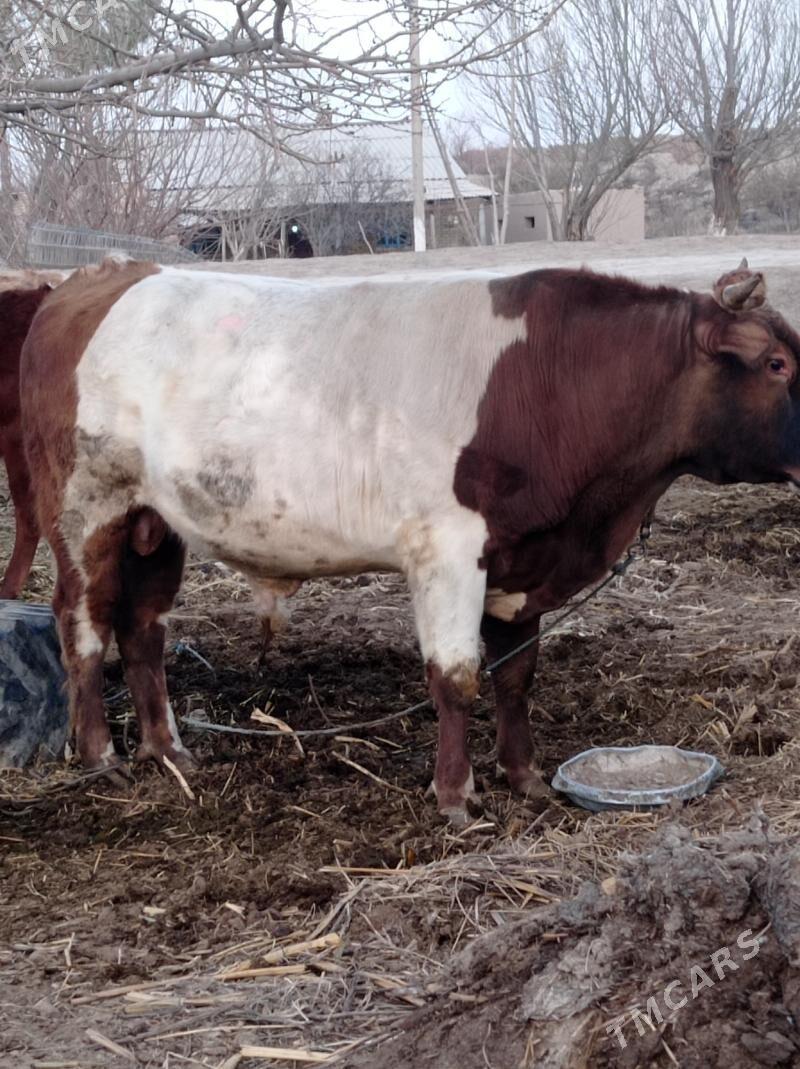 öküz Simental - Garabekewül - img 1