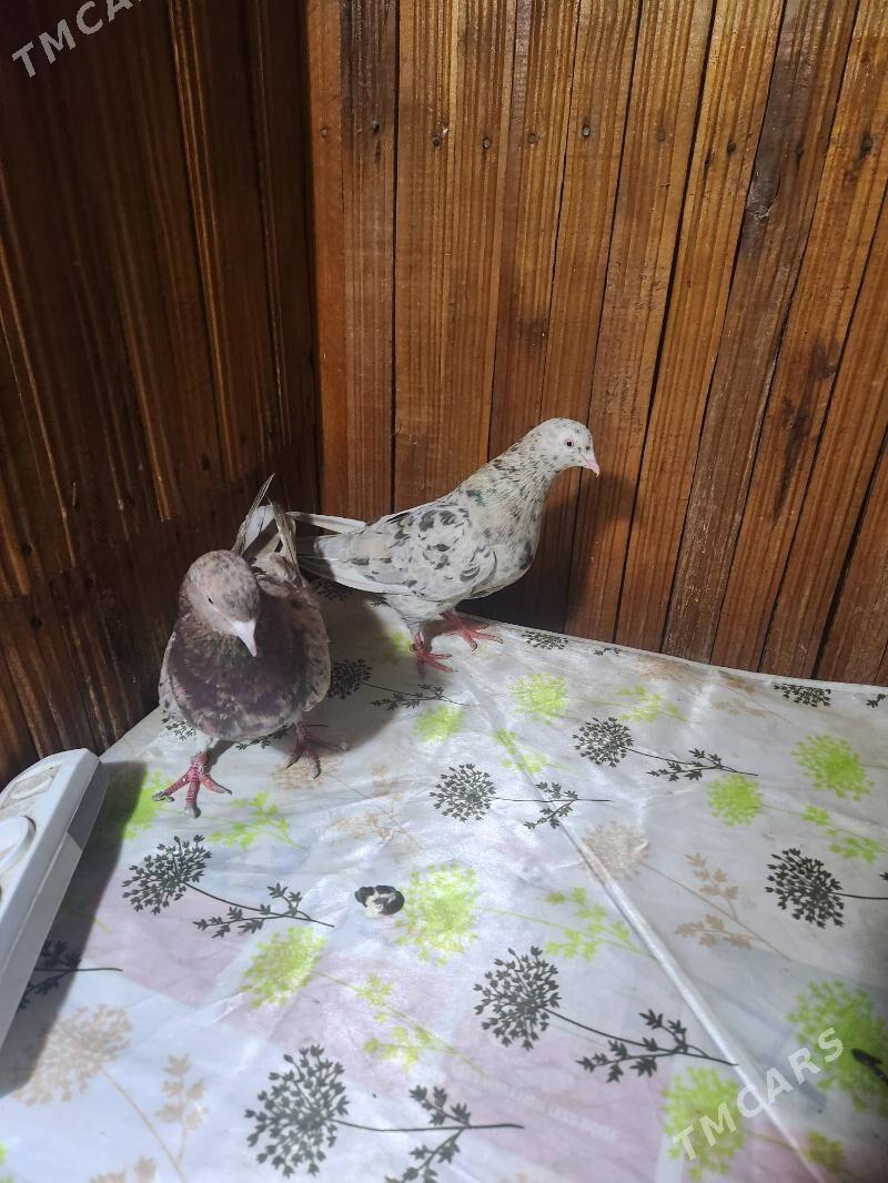 kepderi - Чоганлы - img 1