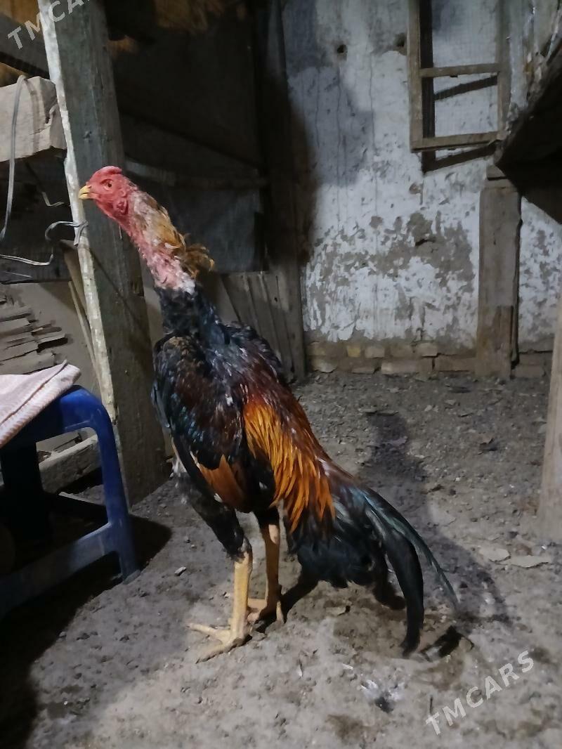 horaz - Daşoguz - img 1