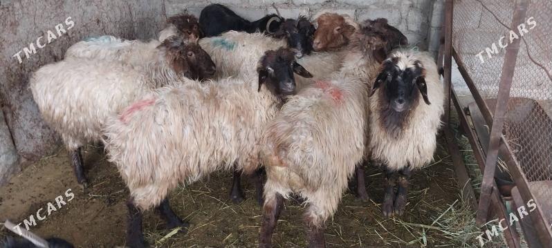 Işşek ve garakol - Büzmeýin - img 1