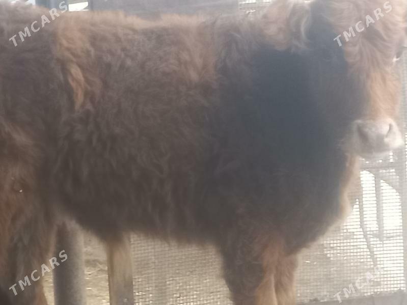 okiz - Gumdag - img 1