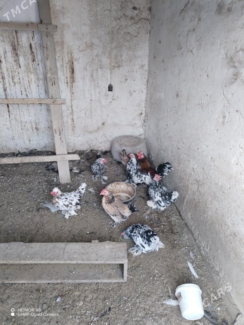 Yaponcik tovuklar - Туркменабат - img 1