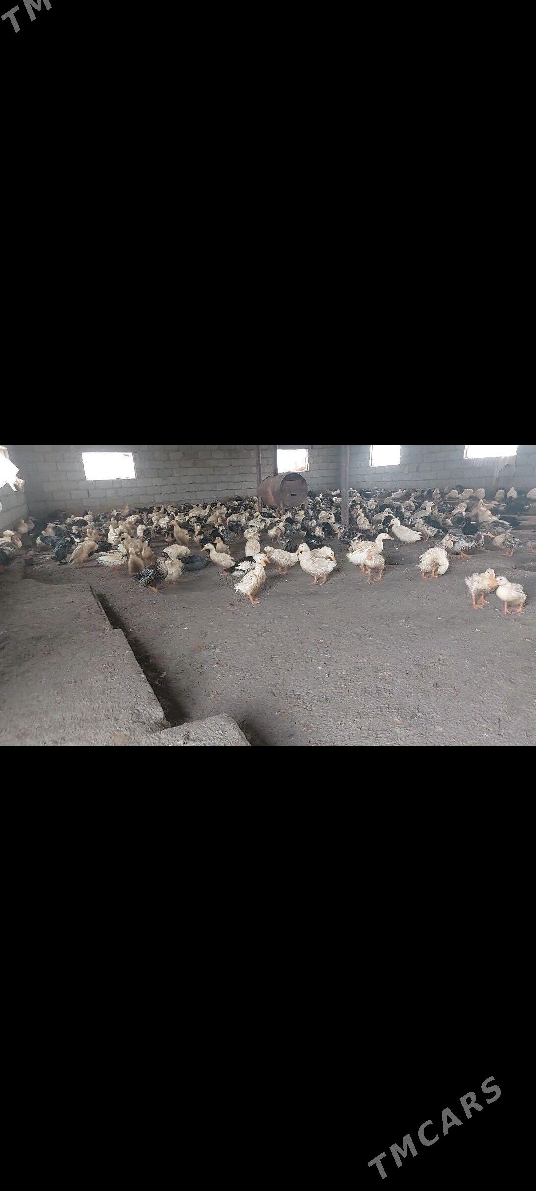 Gak gak ördek - Бабадайхан - img 1