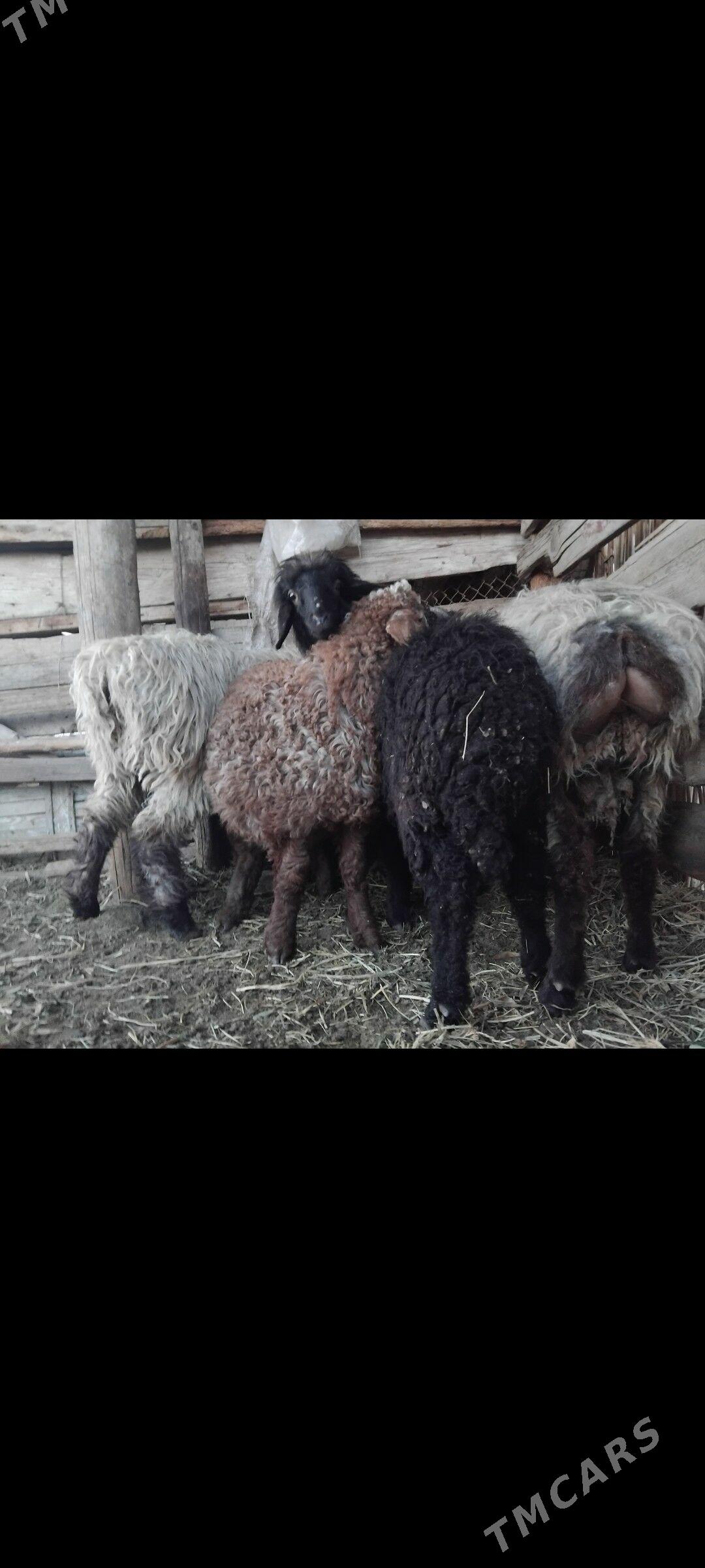 АРАССА ЕЛИН ИЙМЛЕНЕН - Mary - img 1