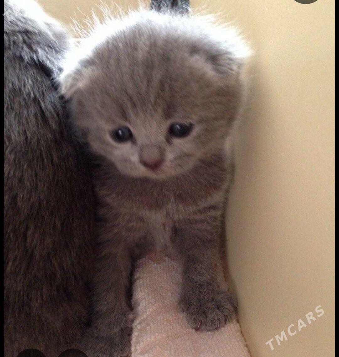 sotlan paroda pisikler - Mary - img 1