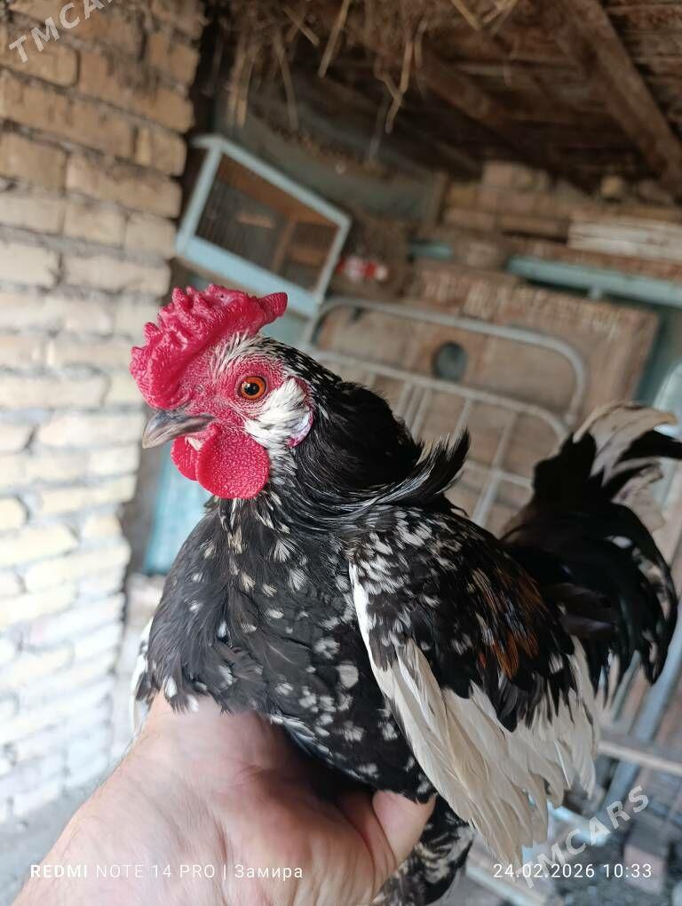 японский - Farap - img 1