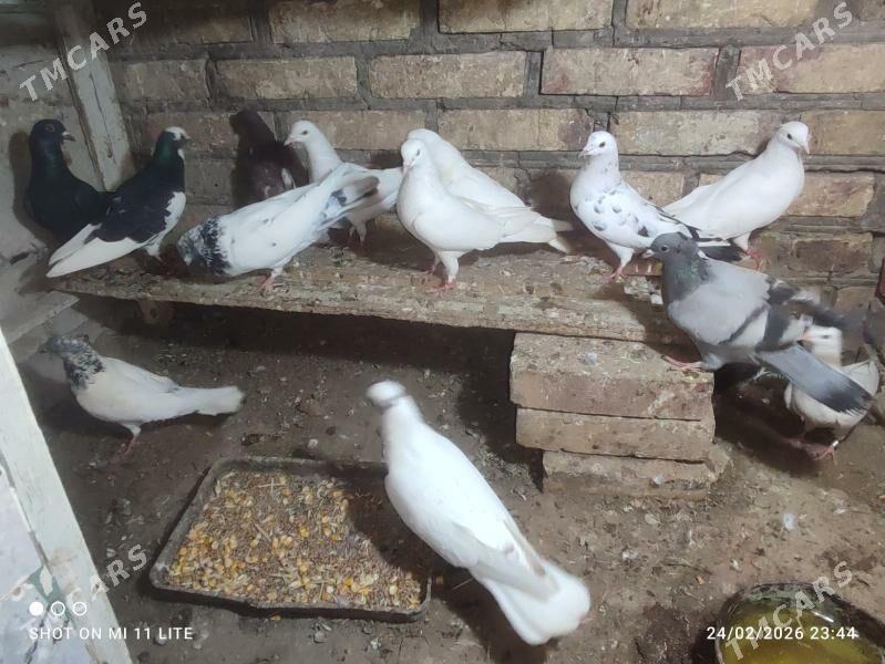 Kepderi - Байрамали - img 1