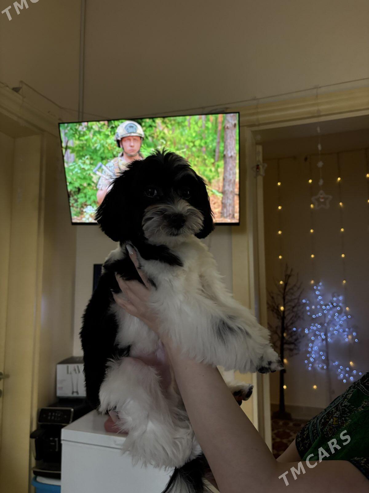 мальтипу щенок - Aşgabat - img 1