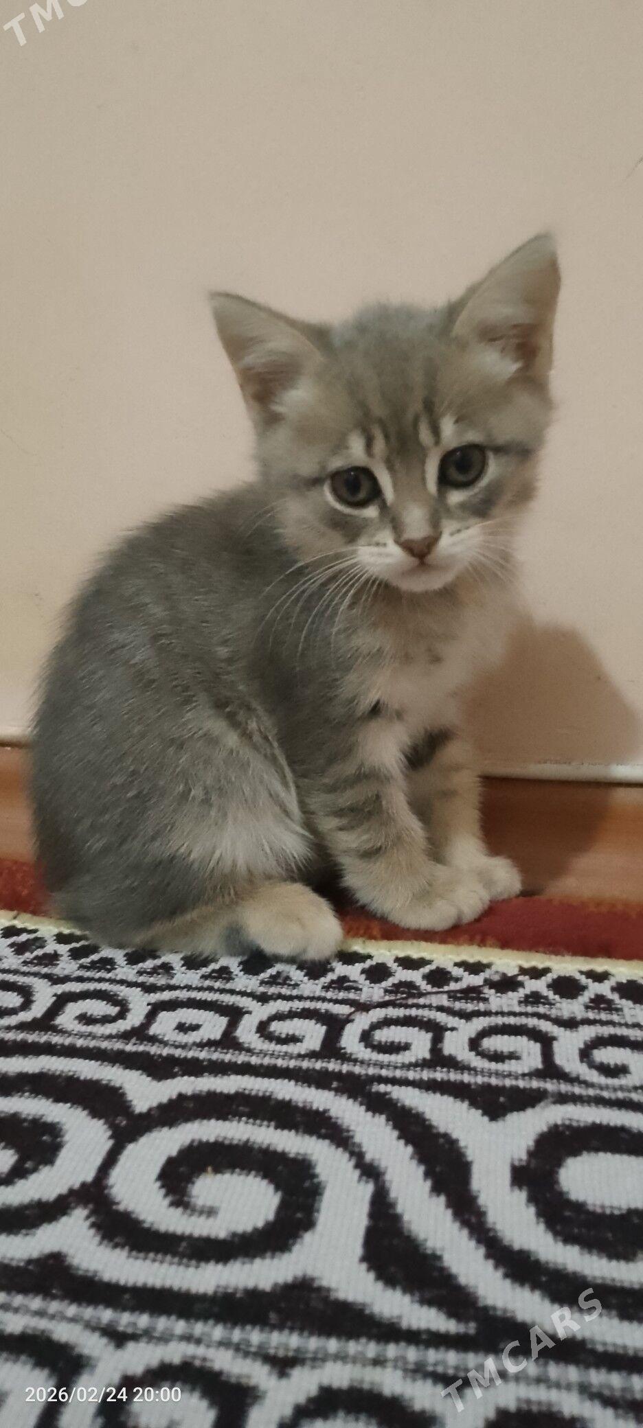 котёнок мальчик - Туркменбаши - img 1