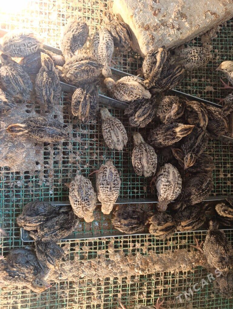 bedene juyje - Ак-Бугдайский этрап - img 1