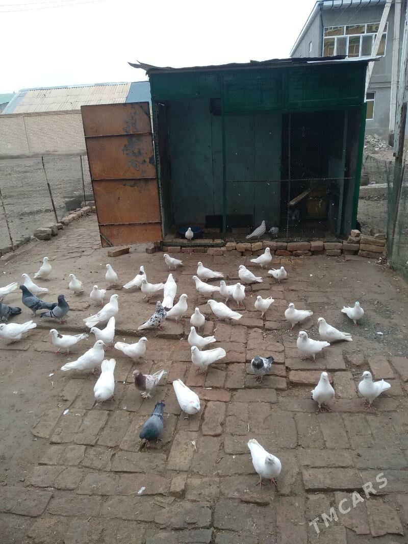 kepter - Туркменабат - img 1