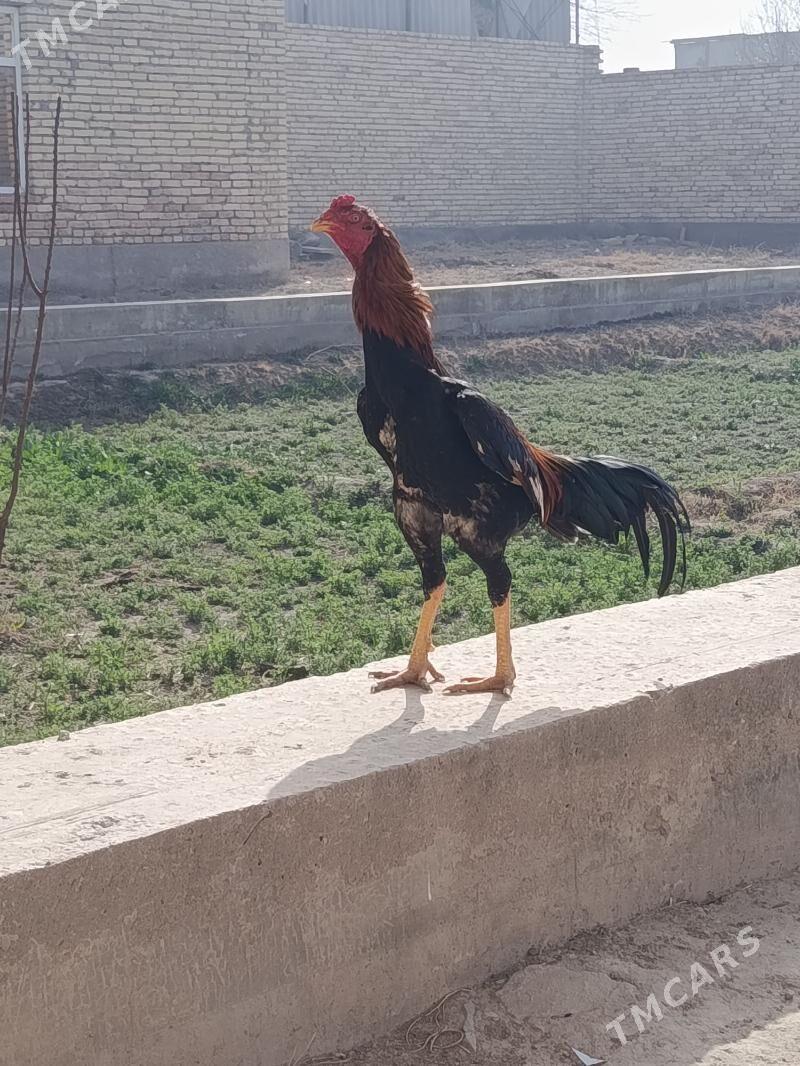 KAZAK - Туркменабат - img 1