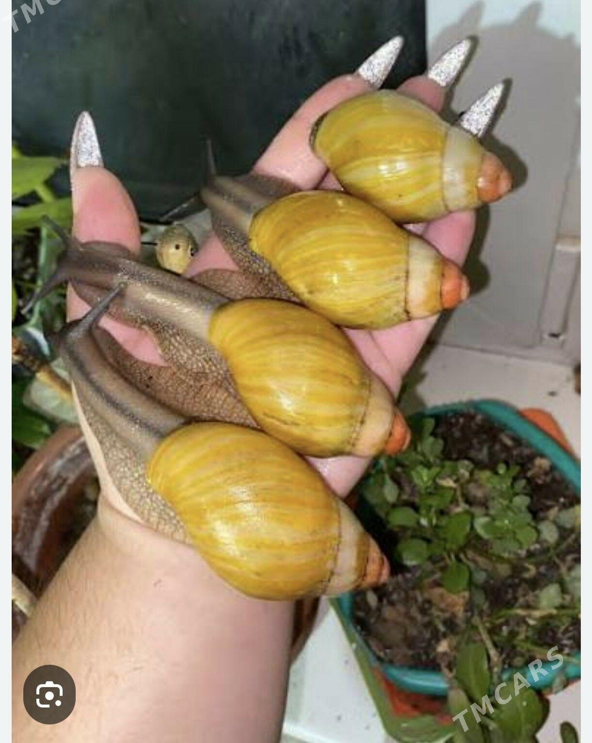 улитки ахатины - Ашхабад - img 1