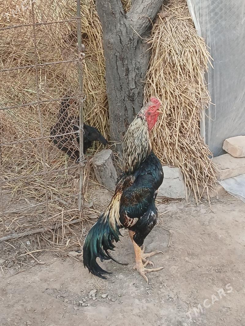 Baýes horaz - Халач - img 1