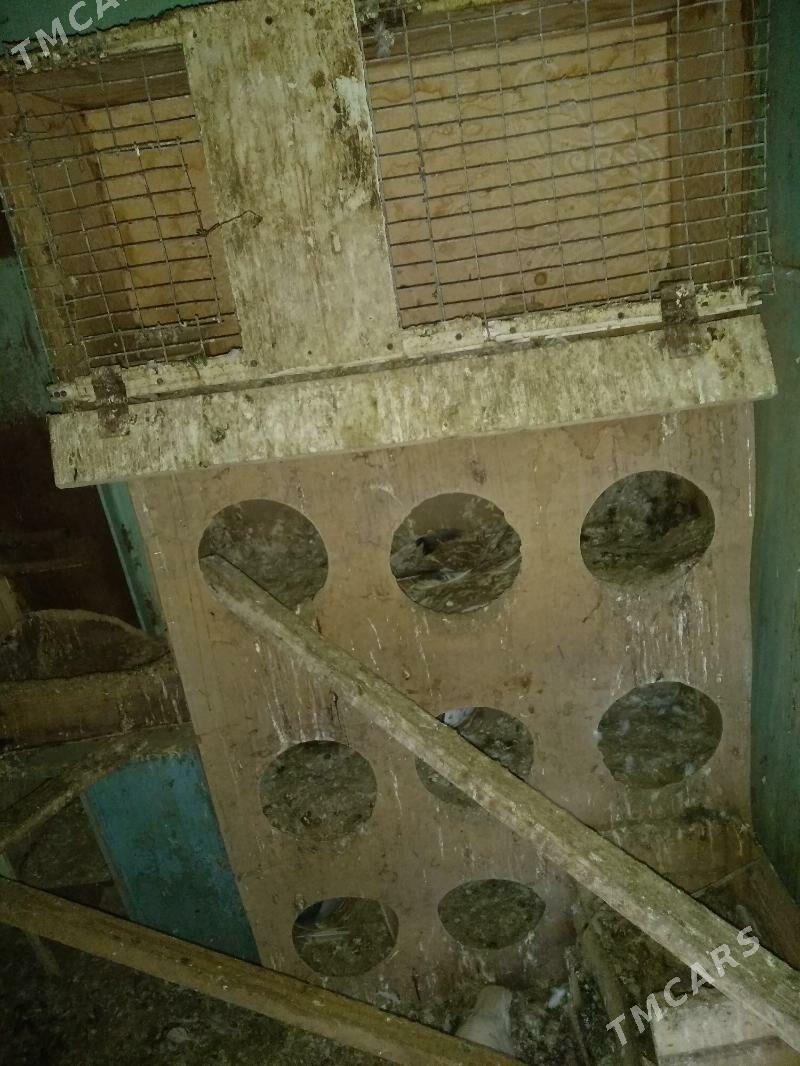 kepter ketek - Türkmenabat - img 1