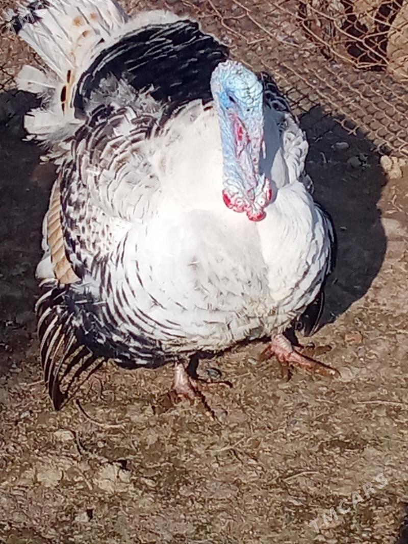 induk - Яшлык - img 1