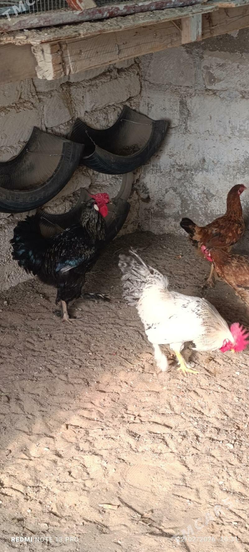 Horaz yas paroda - Гумдаг - img 1