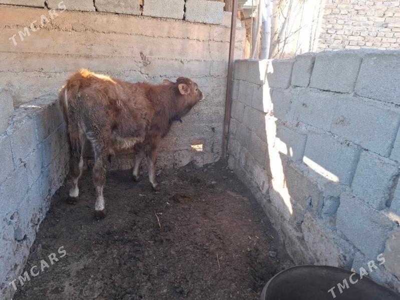 okuz - Aşgabat - img 1