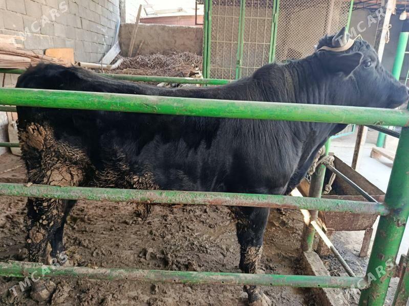 okuz - Анев - img 1