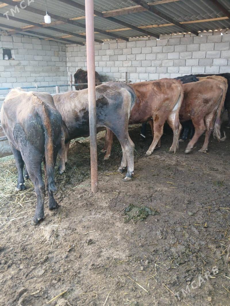 gysyr sygyr 11 sany - Бабадайхан - img 1