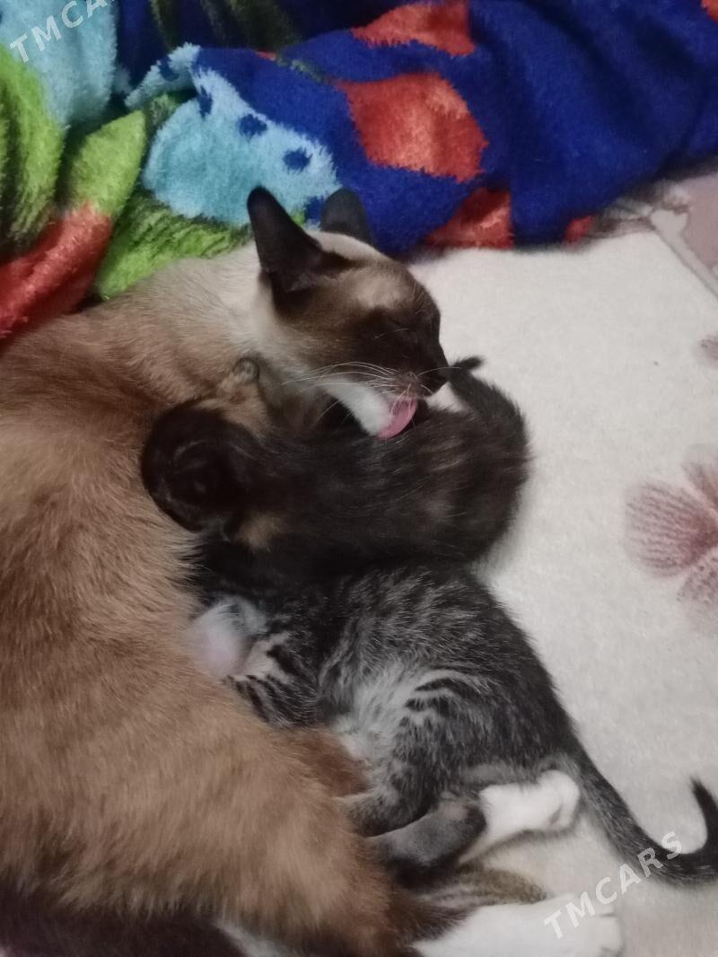 Котята - Ашхабад - img 1