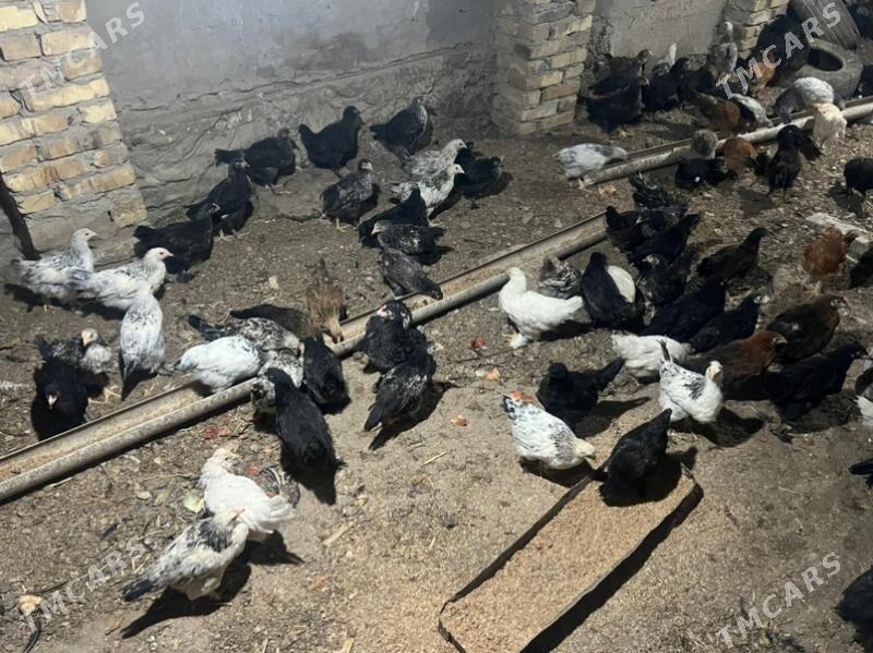 gigant broller jüýjälär - Туркменабат - img 1