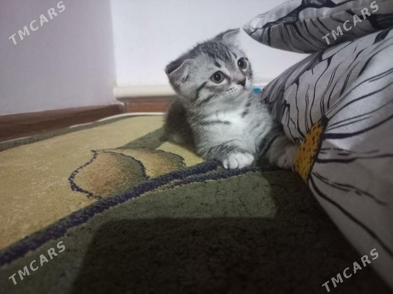 Шотлант высолоухая девочка - Gökdepe - img 1