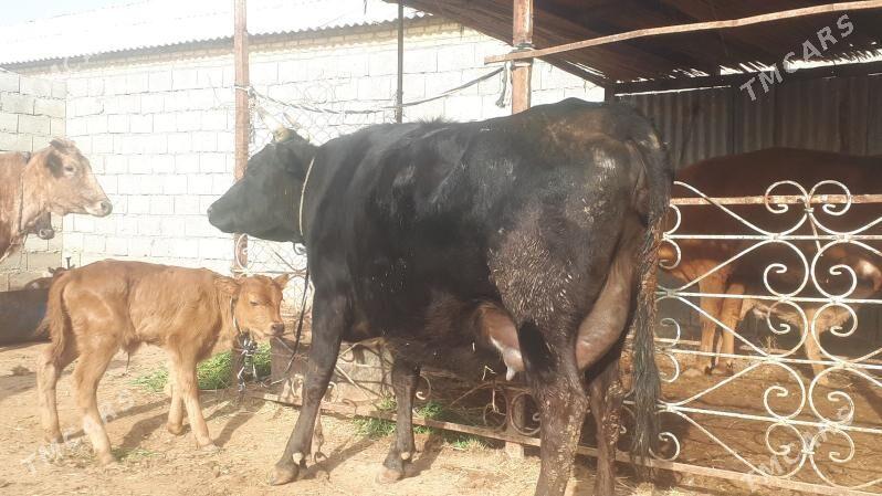 Gõleli sygyr - Мургап - img 1