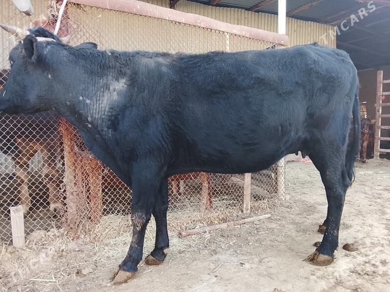 Göleli sygyr - Векильбазар - img 1