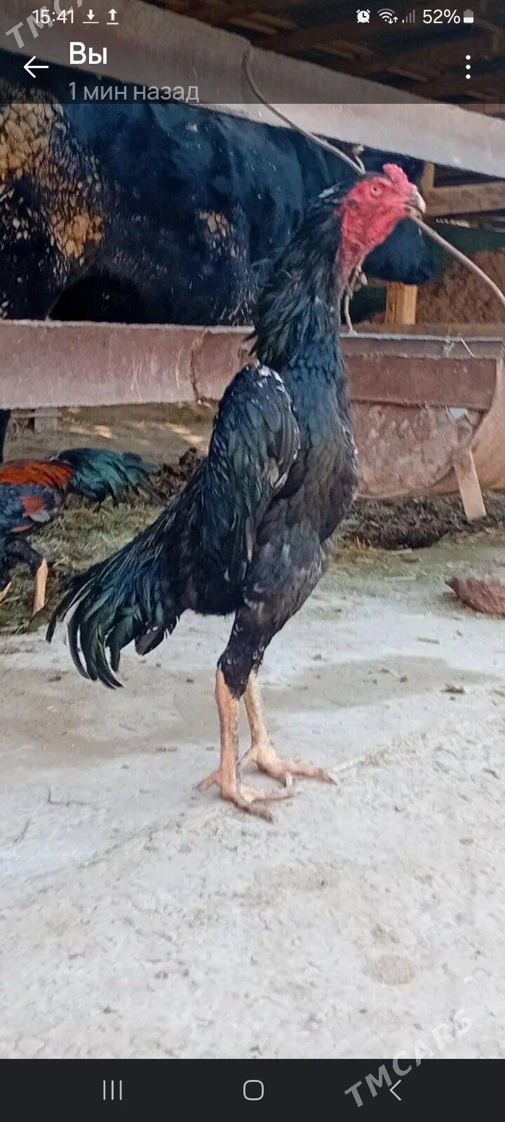 Şamo German Kareý - Туркменабат - img 1