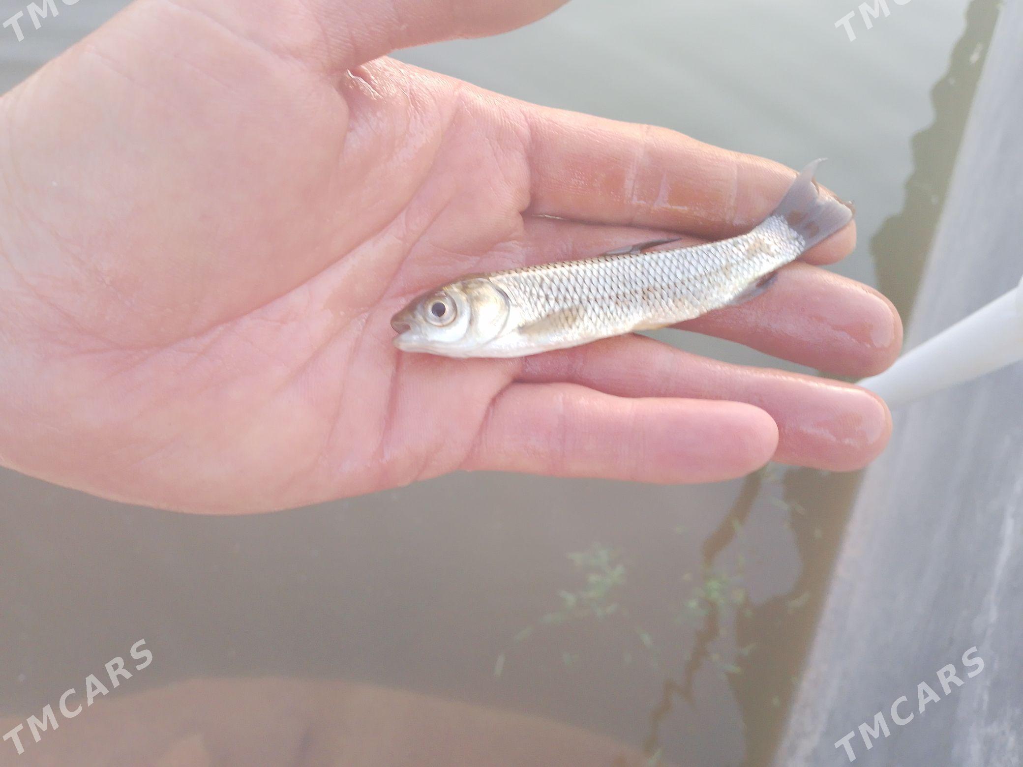 Amur Malyok - Койтендаг - img 1