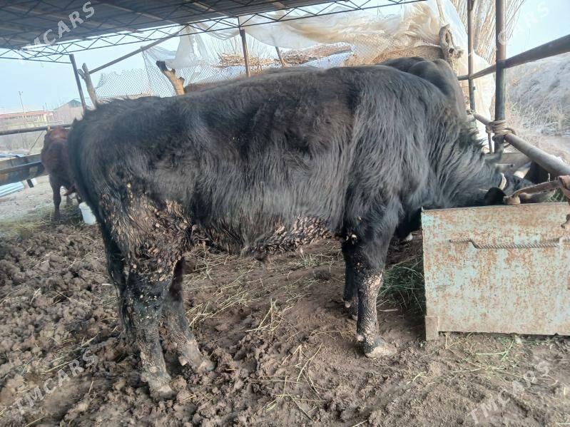 parodny okuzler - Чарджоу - img 1