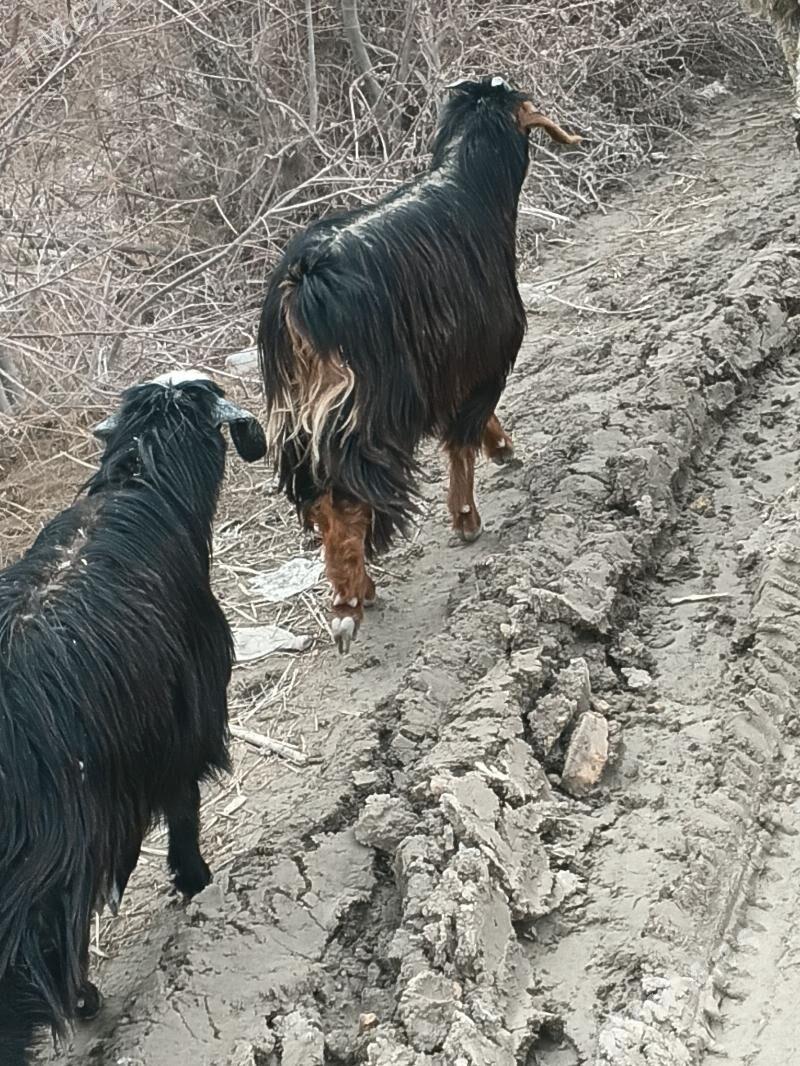 Geci gysyr - Дашогуз - img 1