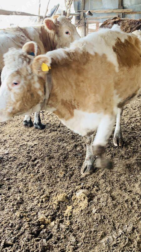 tatar Simintal - Саят - img 1