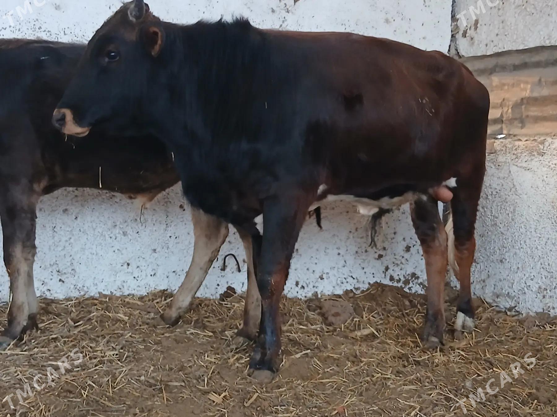 okuzler.gulajyn - Wekilbazar - img 1