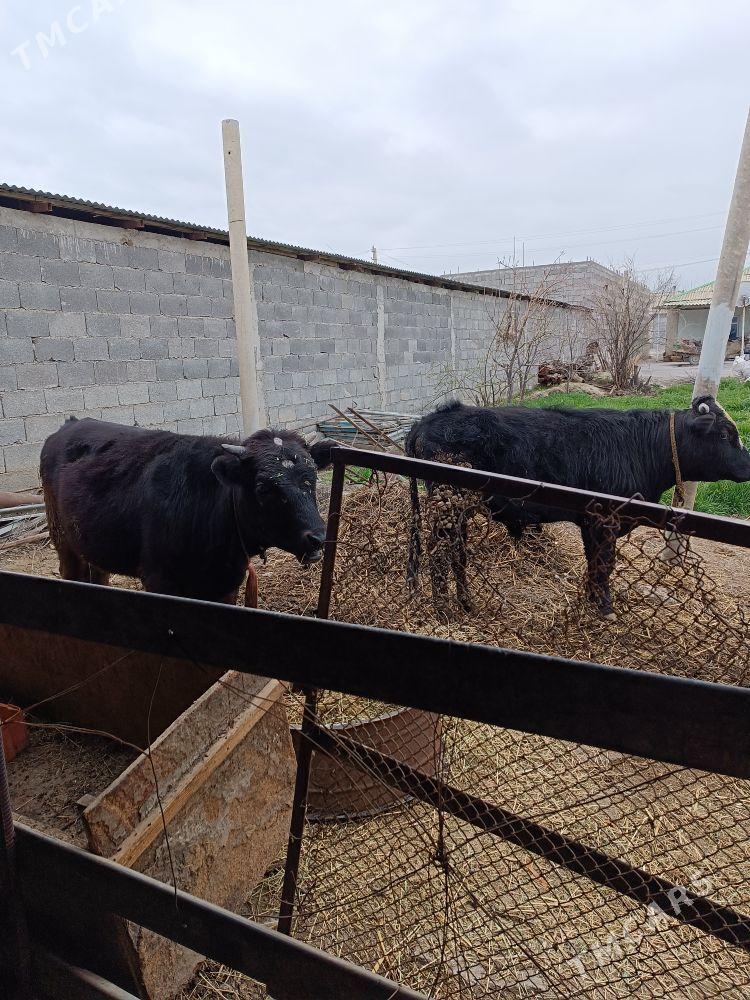 OKUZ - Gökdepe - img 1