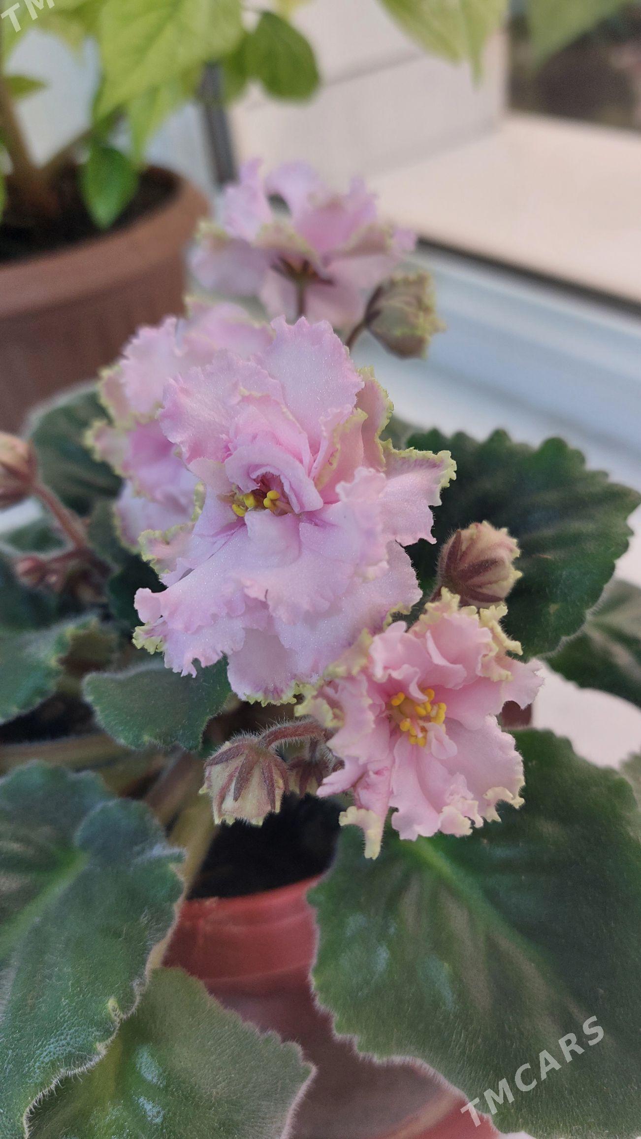 цветы фиалки fialka gul - 3 mkr - img 1