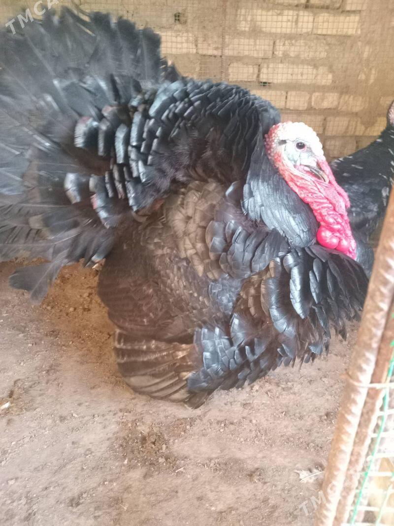 индюк, - Farap - img 1