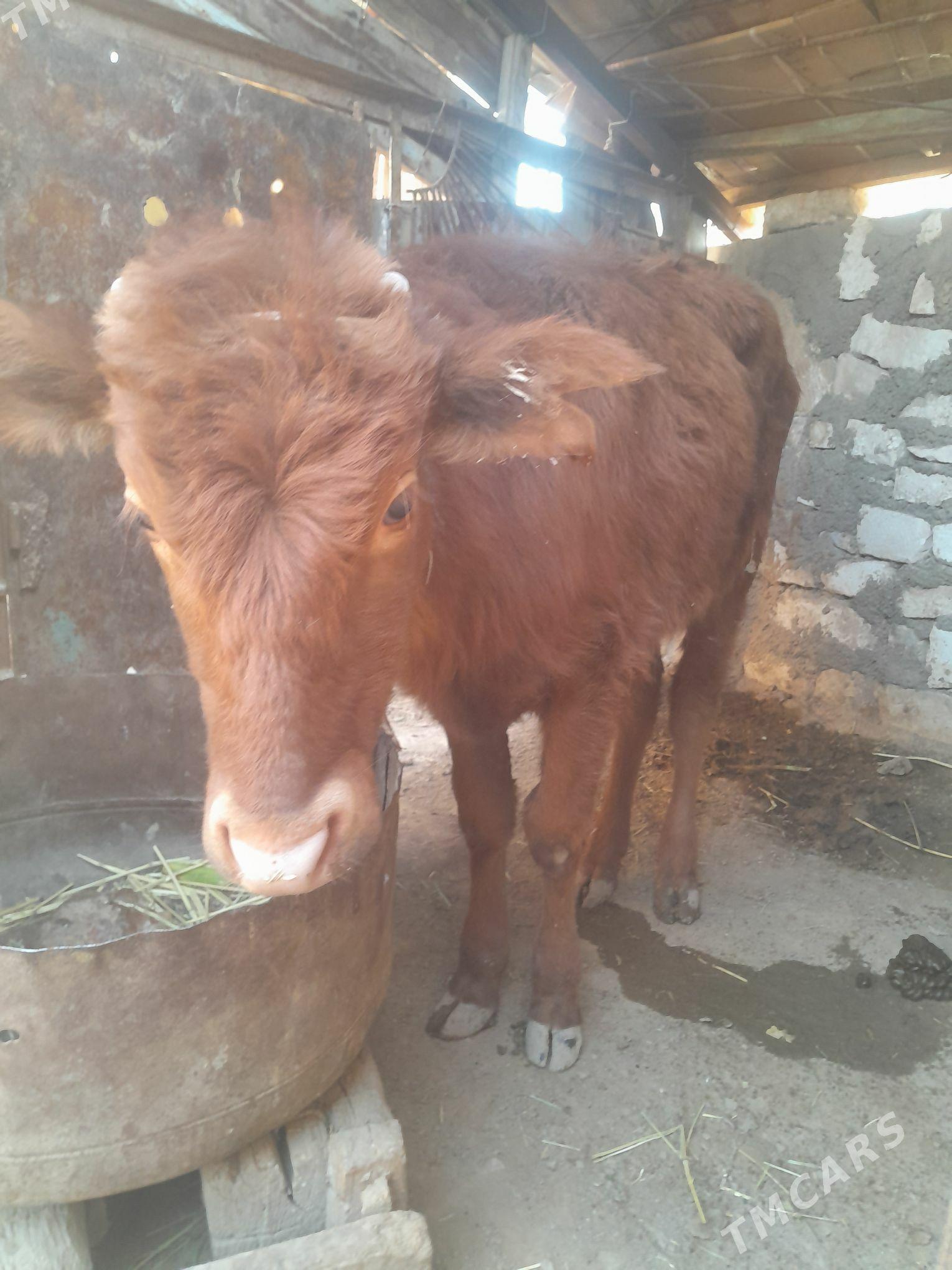 gole - Magdanly - img 1